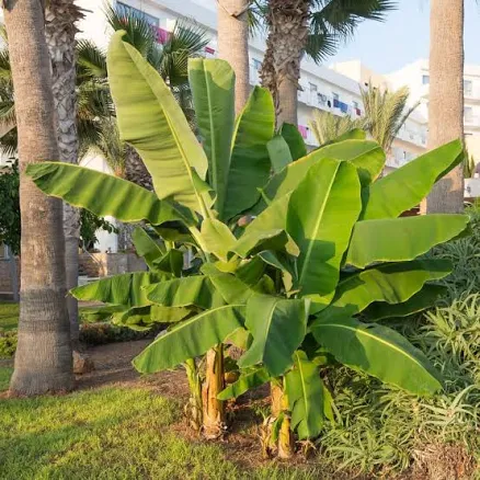 National Plant Network 1 gal. Banana Dwarf Cavendish Live Perennial Plant