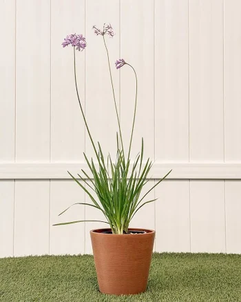 PlantVine Society Garlic in a Medium 6 Inch Grower Pot | Live Plant