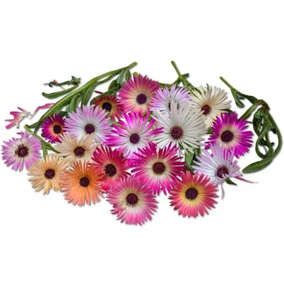 Daisy Seeds Pastel Mix Livingstone