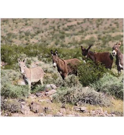 Wild Donkey Family in Nevada Fine Art Print