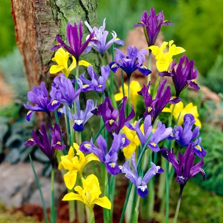 Dwarf Species Iris Mix (Mini Iris) | Bag of 25 by High Country Gardens