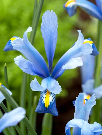 DutchGrown Dwarf Iris Reticulata Cantab Bulbs