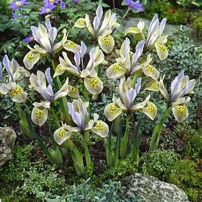 Katharine Hodgkin Species Iris (Mini Iris) | Blue/Yellow | Bag of 15 by High Country Gardens