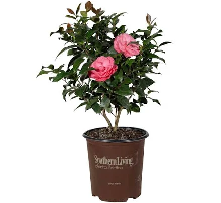 Early Wonder Camellia