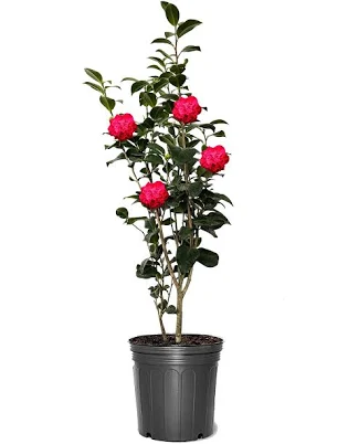 Southern Planters Gallon Kramer's Supreme Camellia Flowering Shrub