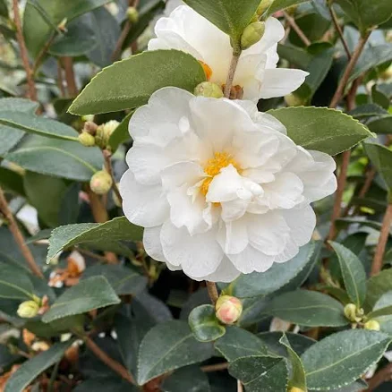 Proven Winners Camellia Just Chill Double White