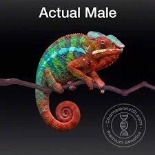 1 Year Old Male Ambilobe Rainbow Panther Chameleon for Sale