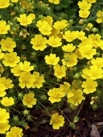 Potentilla Neumanniana Perennial Plant by Bluestone Perennials